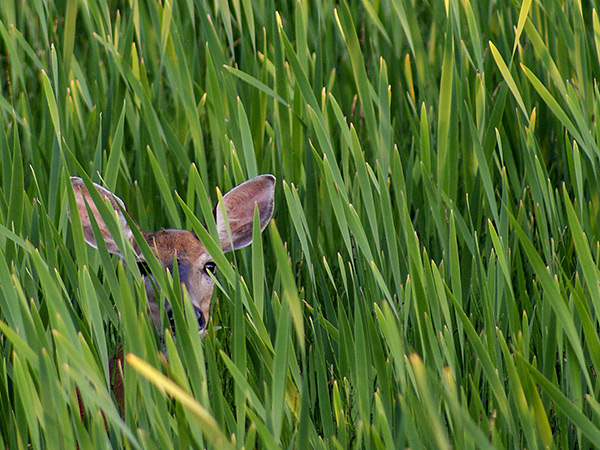 Seney Wildlife Refuge