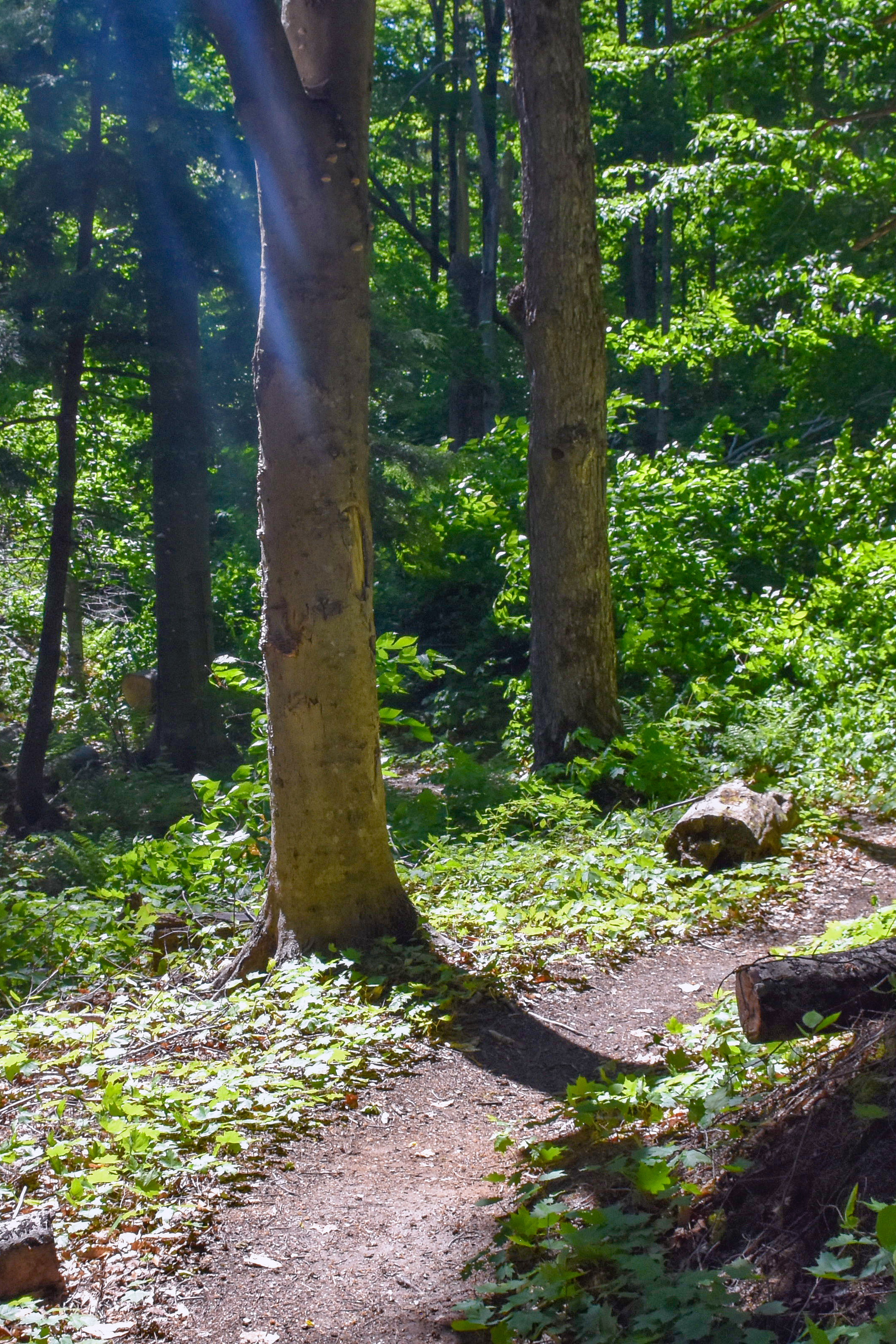 Hiawatha National Forest