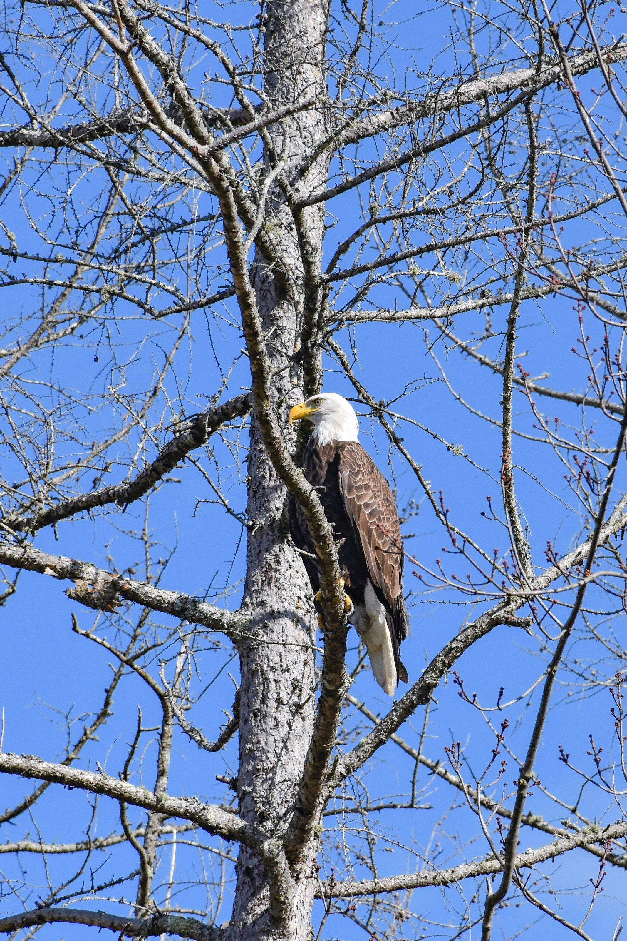 Hiawatha National Forest