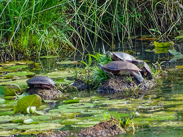 Seney Turtles photo credit Mary Weber