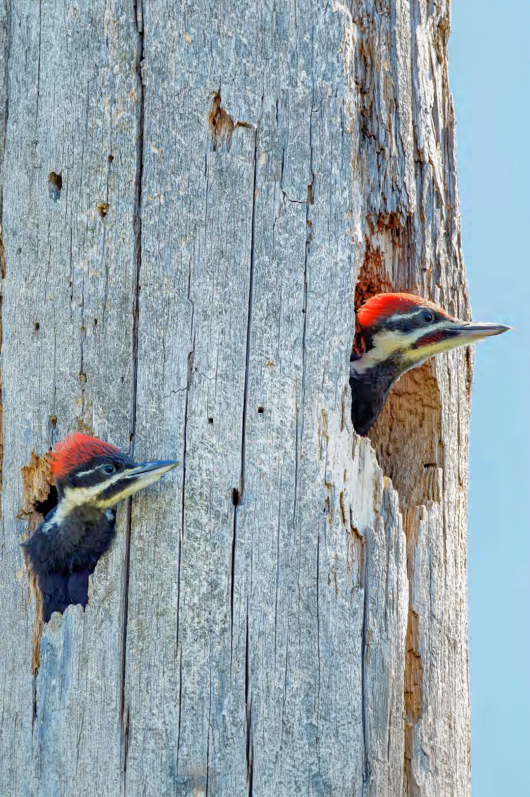 Pileated Woodpecker photo credit Laura Wong