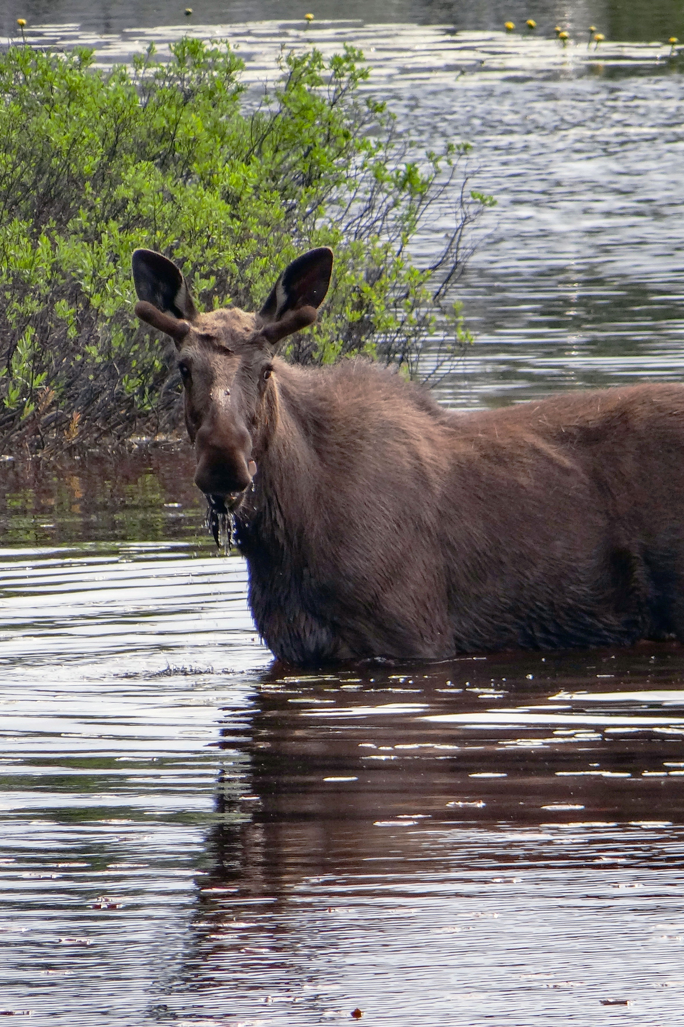 Juvenile Bull Moose photo credit Mary Wojcik