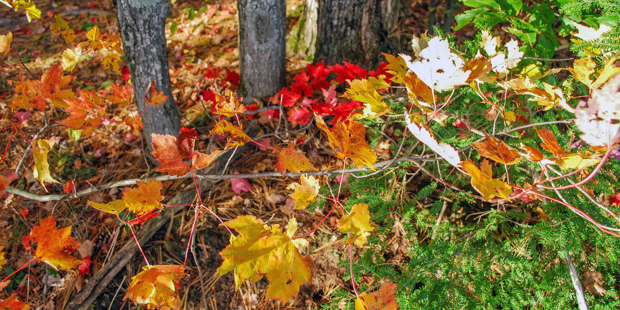 Manistique Fall