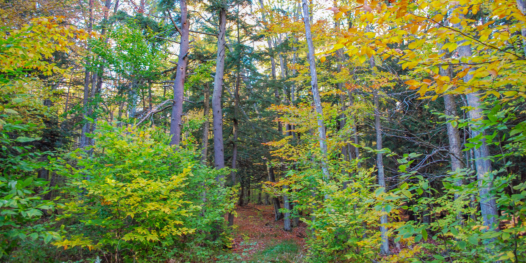 Indian Lake Pathway