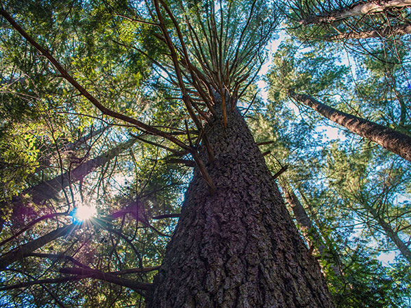 Colwell Lake Trail