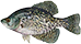 Black Crappie