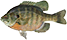 Bluegill