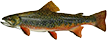 Brook Trout