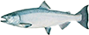 Chinook Salmon