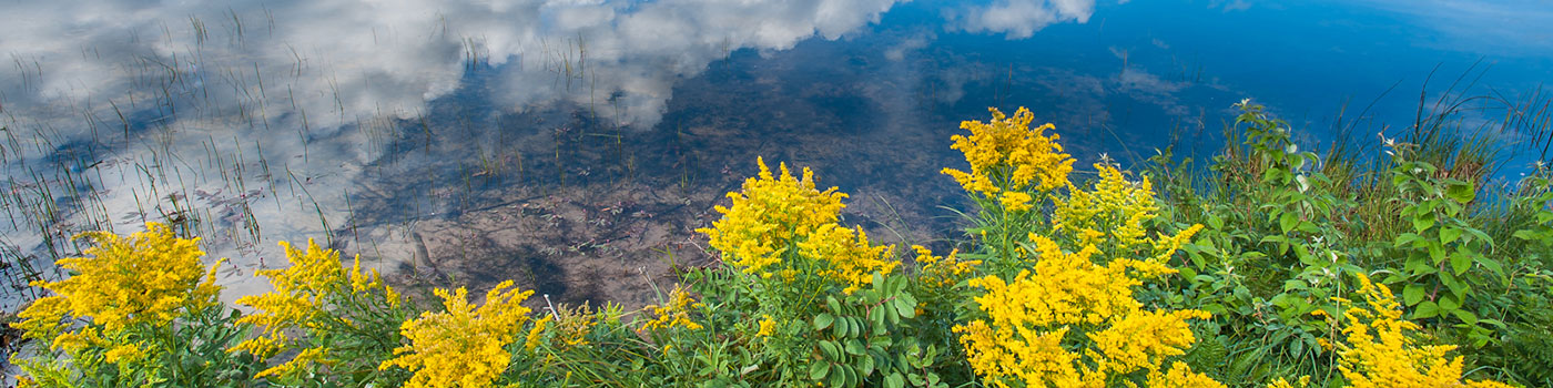 Seney Wildlife Refuge photo credit Ed Post