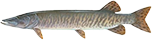 Muskellunge