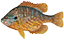 Pumpkinseed Sunfish