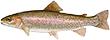 Rainbow Trout