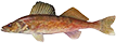 Walleye