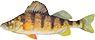 Yellow Perch