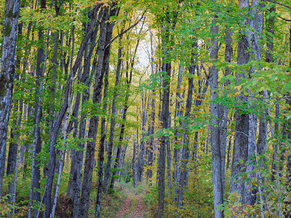 Indian Lake Pathway