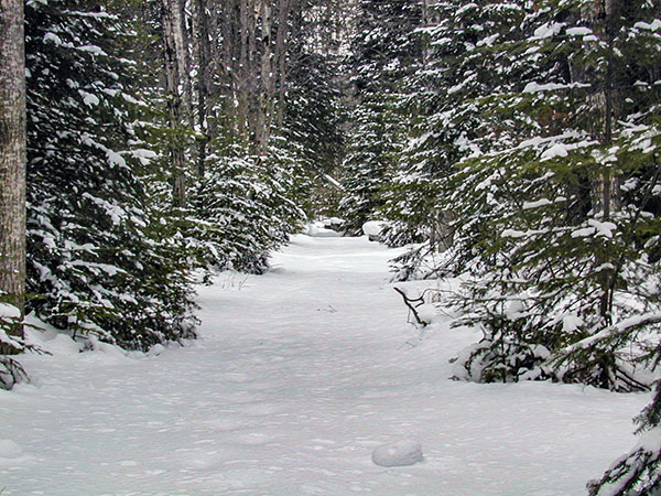 Pine Marten Run