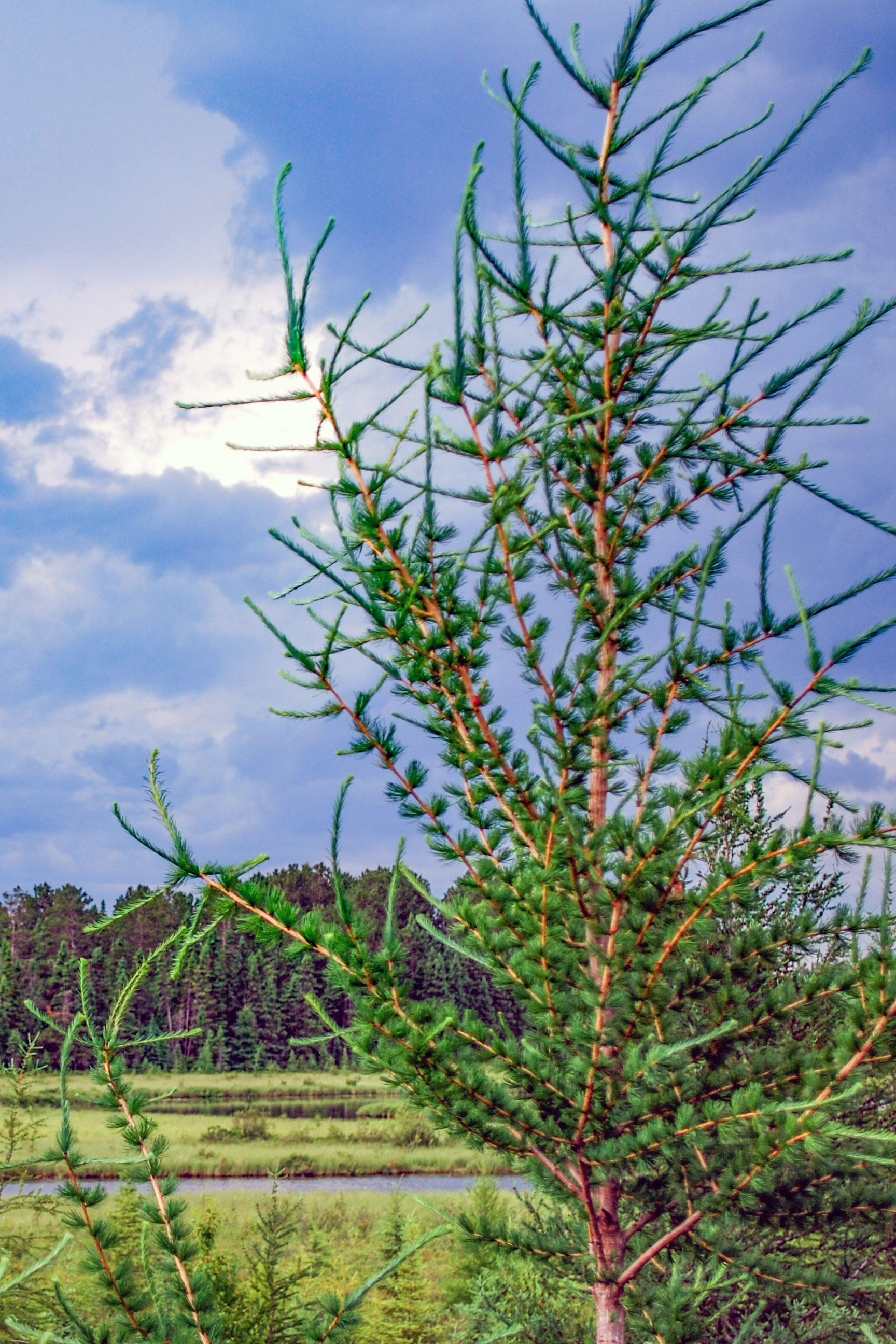 Rainey Wildlife Area