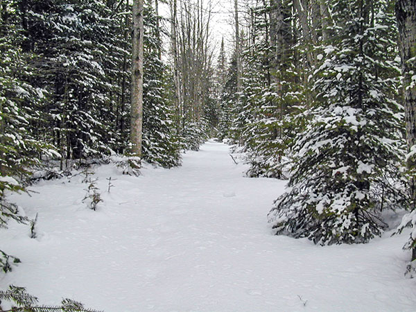 Pine Marten Run Trail