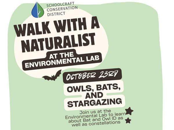 Owls Bats